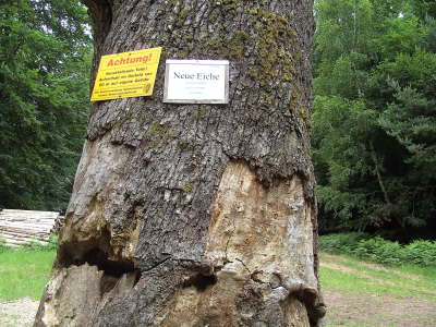 Mittwoch, 10. bis Montag, 15.06.09. Fr�hjahrswanderung rund um Erfweiler.