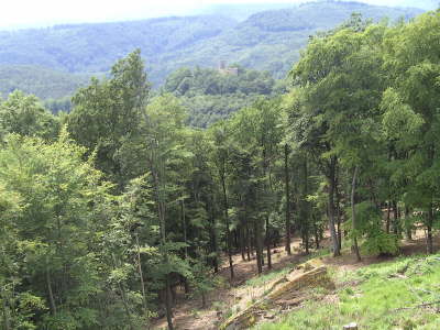 Mittwoch, 10. bis Montag, 15.06.09. Fr�hjahrswanderung rund um Erfweiler.