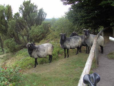 Dienstag, 16.09.08. Schafsherde auf der Wanderung